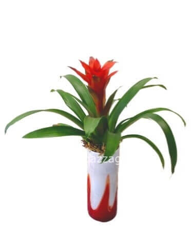 Pianta di guzmania. Il prezzo è confezionata