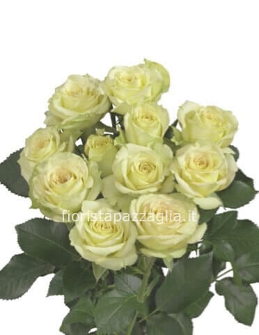 Rose bianche a steli,confezionate, prima scelta,
